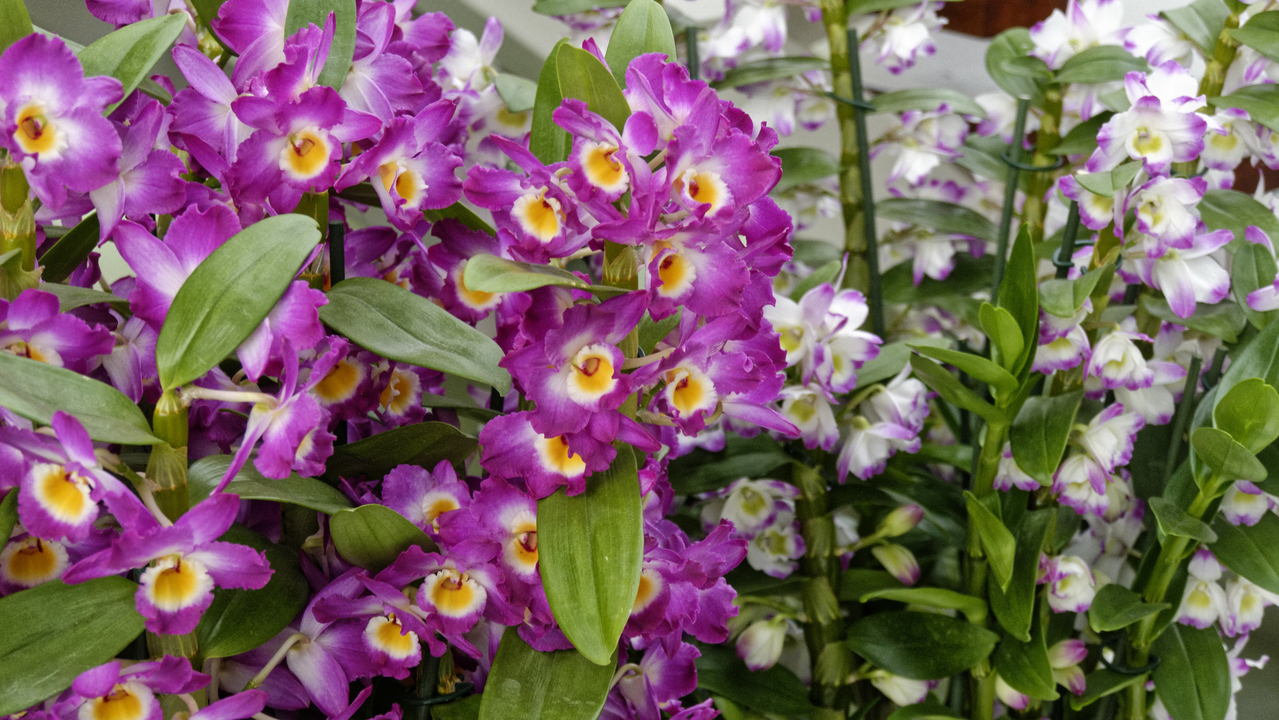 20140423 103633 Keukenhof Gardens, Lisse, South Holland, Netherlands